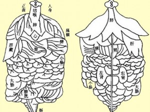 עוד דרך לתאר אנטומיה